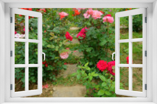 Fototapeta Naklejka Na Ścianę Okno 3D - roses in the garden