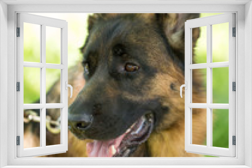 Fototapeta Naklejka Na Ścianę Okno 3D - A portrait of a thoroughbred dog in nature