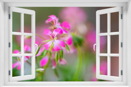 Fototapeta Naklejka Na Ścianę Okno 3D - Summer flowers 