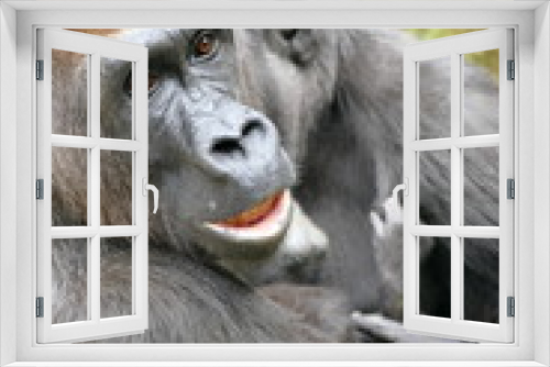 Fototapeta Naklejka Na Ścianę Okno 3D - Gorilla Familie