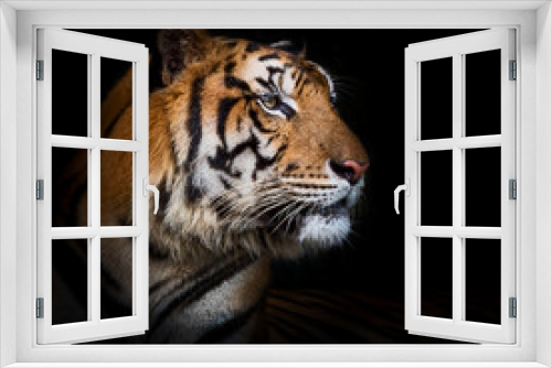 Fototapeta Naklejka Na Ścianę Okno 3D - Tiger.