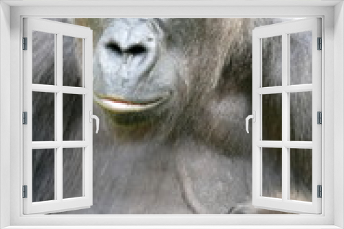 Fototapeta Naklejka Na Ścianę Okno 3D - Mama und Baby Gorilla