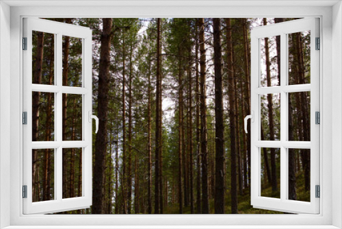 Fototapeta Naklejka Na Ścianę Okno 3D - La Forêt sauvage de Lycksele