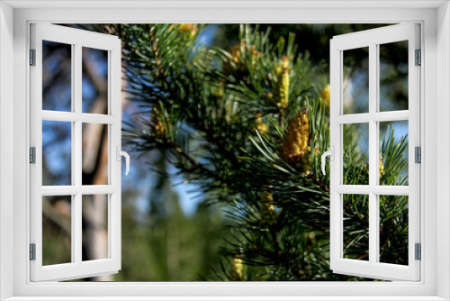 Fototapeta Naklejka Na Ścianę Okno 3D - pine tree buds, cone