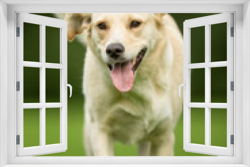 Fototapeta Naklejka Na Ścianę Okno 3D - Labrador Retriever Dog