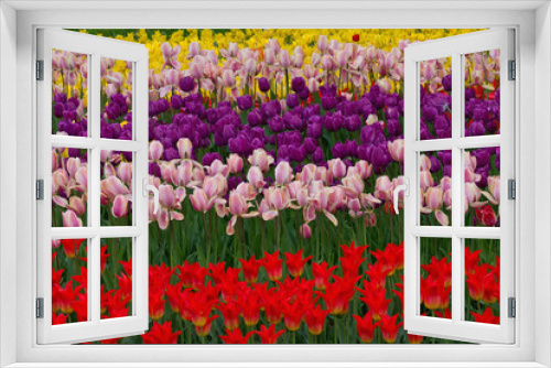 Fototapeta Naklejka Na Ścianę Okno 3D - flowerbed with red, pink, yellow and purple tulips in the park