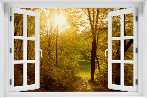 Fototapeta Naklejka Na Ścianę Okno 3D - autumn forest with sun rays breaks through the foliage
