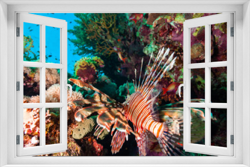 Fototapeta Naklejka Na Ścianę Okno 3D - Lionfish 
