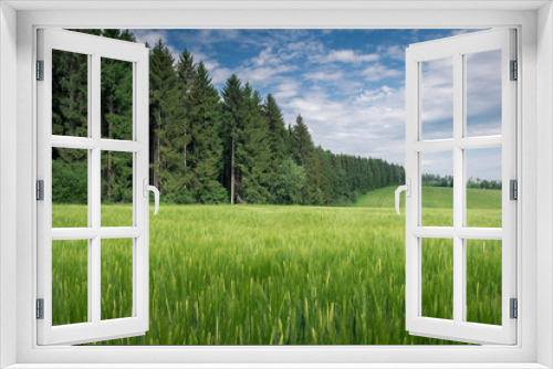 Fototapeta Naklejka Na Ścianę Okno 3D - Saftig, grünes Kornfeld vor einem Wald