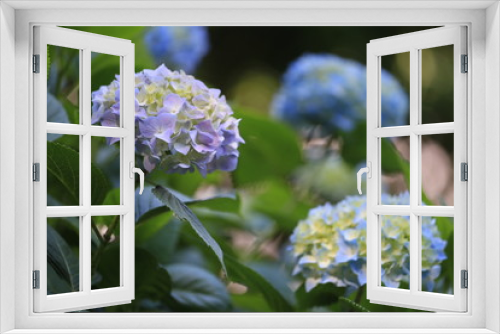 Fototapeta Naklejka Na Ścianę Okno 3D - 紫色の紫陽花