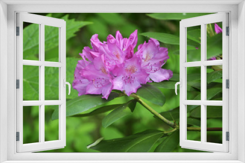 Fototapeta Naklejka Na Ścianę Okno 3D - Rhododendron Plant