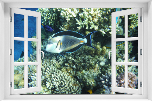 Fototapeta Naklejka Na Ścianę Okno 3D - Multicolored fish swim over the coral reef.