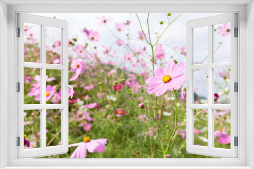 Fototapeta Naklejka Na Ścianę Okno 3D - Pink daisy