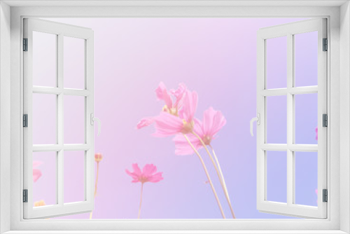 Fototapeta Naklejka Na Ścianę Okno 3D - Cosmos beauty flowers