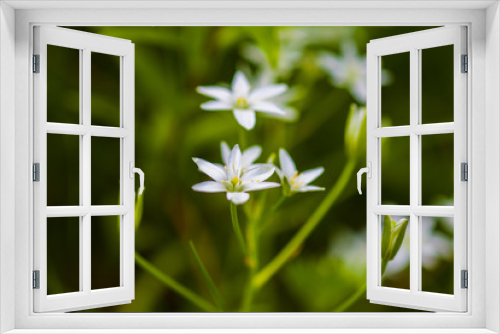 Fototapeta Naklejka Na Ścianę Okno 3D - star of Bethlehem flower