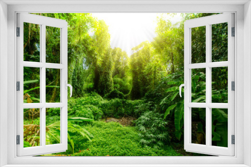 Fototapeta Naklejka Na Ścianę Okno 3D - Tropical forest, trees in sunlight and rain