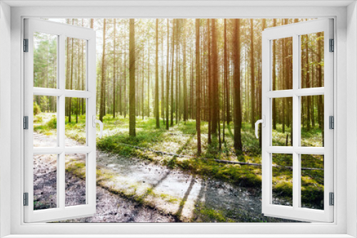Fototapeta Naklejka Na Ścianę Okno 3D - Road in summer forest