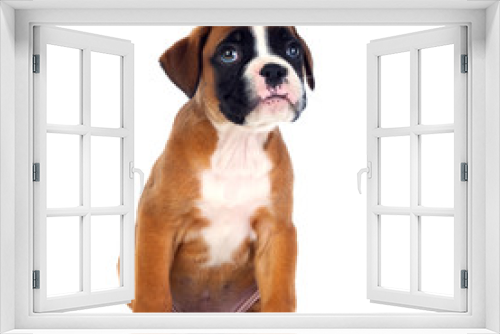 Fototapeta Naklejka Na Ścianę Okno 3D - Adorable boxer puppy sitting