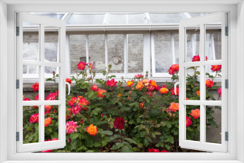 Fototapeta Naklejka Na Ścianę Okno 3D - Rose Garden