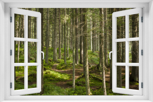 Fototapeta Naklejka Na Ścianę Okno 3D - Forest in the mountains