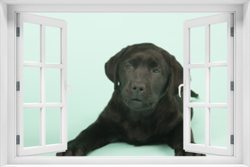 Fototapeta Naklejka Na Ścianę Okno 3D - Chocolate Labrador puppy on green background