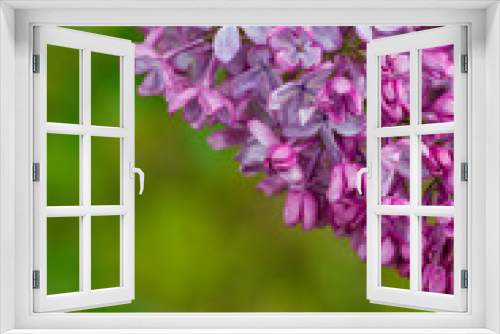 Fototapeta Naklejka Na Ścianę Okno 3D - growing lilac