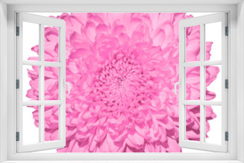 Fototapeta Naklejka Na Ścianę Okno 3D - Pink chrysanthemum (golden-daisy) flower macro photography isolated on white