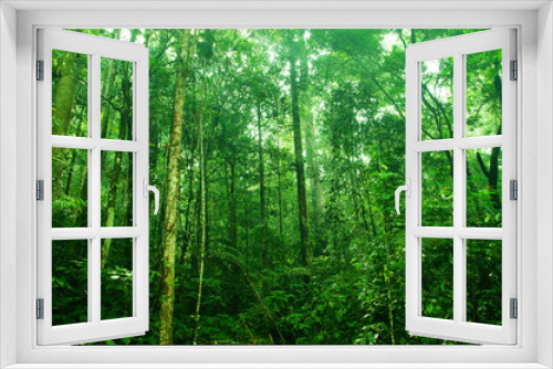 Fototapeta Naklejka Na Ścianę Okno 3D - Tropical dense forest