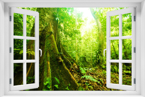 Fototapeta Naklejka Na Ścianę Okno 3D - Fantastic tropical forest