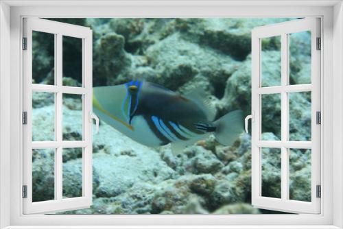 Fototapeta Naklejka Na Ścianę Okno 3D - White-banded triggerfish