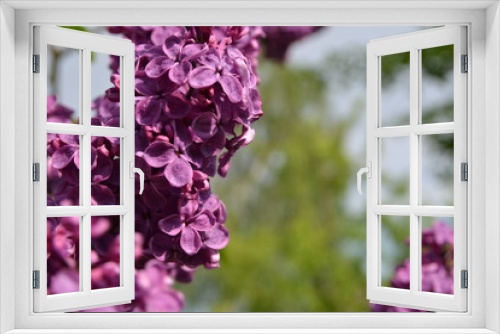 Fototapeta Naklejka Na Ścianę Okno 3D - Beautiful background. Blossoming lilacs