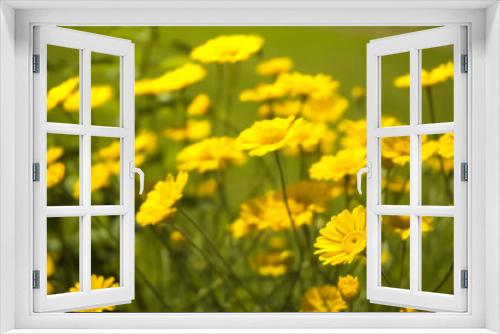 Fototapeta Naklejka Na Ścianę Okno 3D - yellow flowers