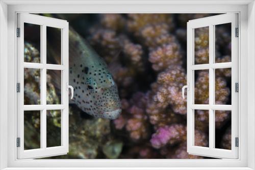 Fototapeta Naklejka Na Ścianę Okno 3D - Reef fish