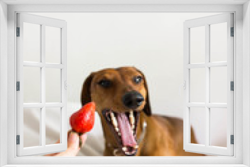 Fototapeta Naklejka Na Ścianę Okno 3D - Cute badger-dog is yawning when someone is offering a strawberry
