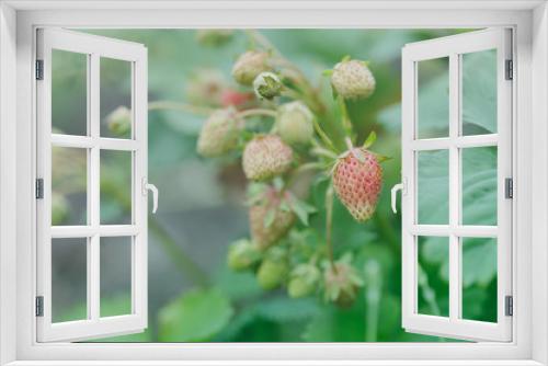 Fototapeta Naklejka Na Ścianę Okno 3D - Organic gardening,  strawberries plants in the garden