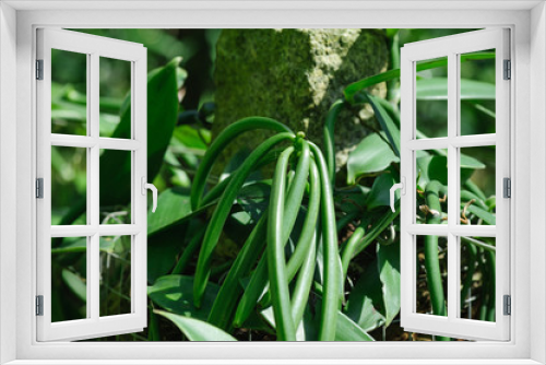 Fototapeta Naklejka Na Ścianę Okno 3D - green vanilla plants in growth at garden