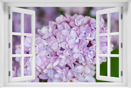Fototapeta Naklejka Na Ścianę Okno 3D - Purple lilac blooming in spring 