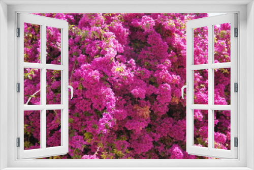 Fototapeta Naklejka Na Ścianę Okno 3D - Fleurs rose d'un bougainvillier à Lisbonne, Portugal