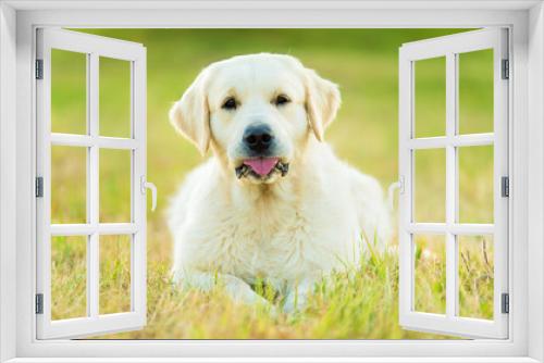 Fototapeta Naklejka Na Ścianę Okno 3D - Photo of a beauty Golden retriever dog