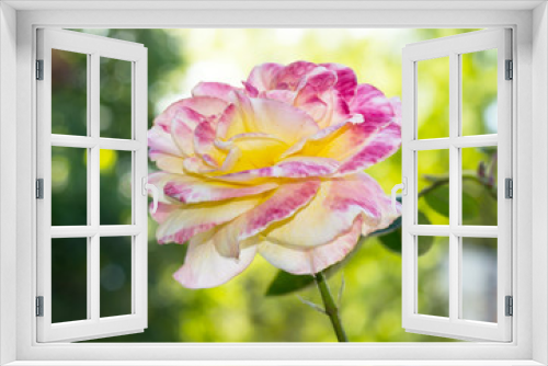 Fototapeta Naklejka Na Ścianę Okno 3D - Flower of rose