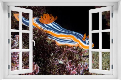 Fototapeta Naklejka Na Ścianę Okno 3D - nudibranch underwater macro