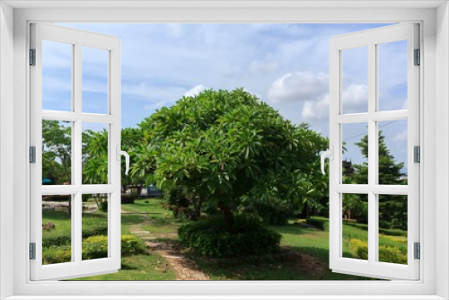 Fototapeta Naklejka Na Ścianę Okno 3D - Frangipani tree in the garden