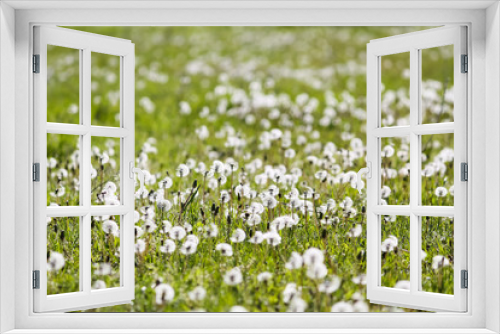 Fototapeta Naklejka Na Ścianę Okno 3D - Spring field with flowering white dandelions in the sun
