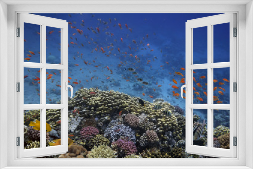 Fototapeta Naklejka Na Ścianę Okno 3D - Underwater life landscape