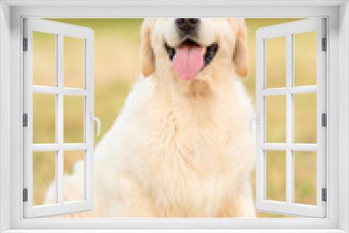 Fototapeta Naklejka Na Ścianę Okno 3D - Photo of a beauty Golden retriever dog
