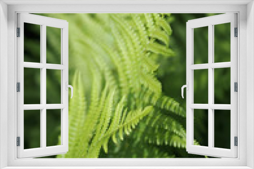 Fototapeta Naklejka Na Ścianę Okno 3D - Green leaves of a fern as background