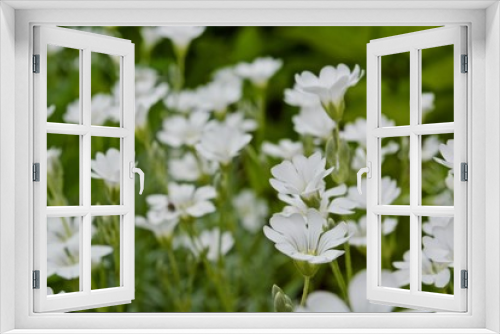 Fototapeta Naklejka Na Ścianę Okno 3D - White flowers with green leaves