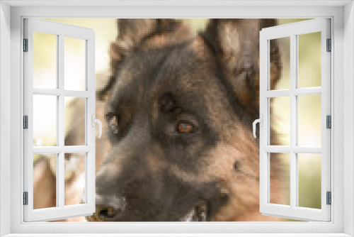 Fototapeta Naklejka Na Ścianę Okno 3D - A portrait of a thoroughbred dog in nature