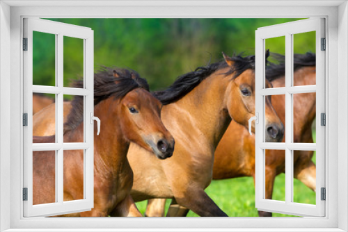 Fototapeta Naklejka Na Ścianę Okno 3D - Horses portrait in motion in herd
