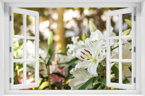 Fototapeta Naklejka Na Ścianę Okno 3D - white Lily flower in the garden